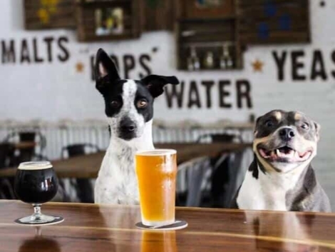 muddypaws-640x483+(1)