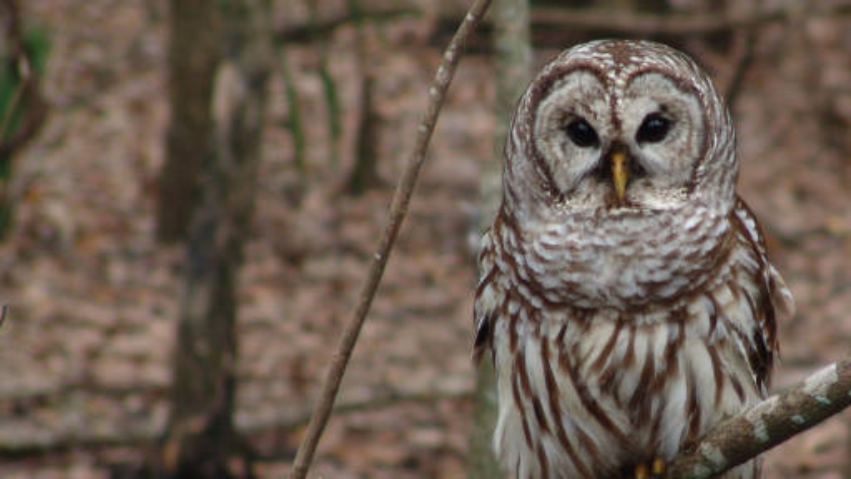 barred-owl