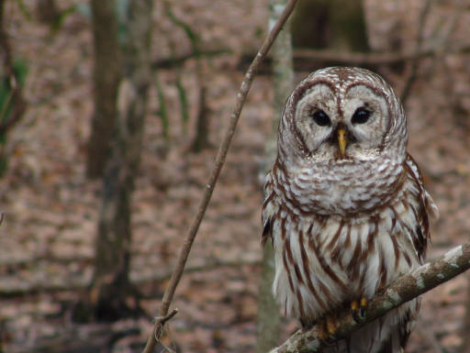 barred-owl