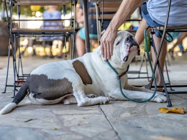 Exploring Dog-Friendly Bars in New Jersey, A Pawsome Guide