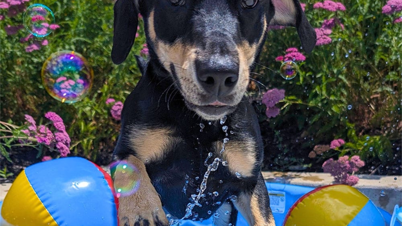 Black-dog-pool-e1718306806168-1