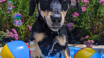 Black-dog-pool-e1718306806168-1