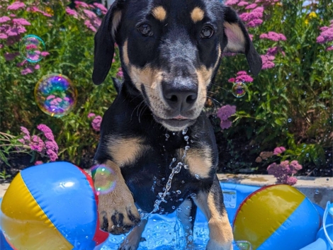 Black-dog-pool-e1718306806168-1