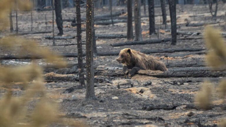 Dozens of Animals Saved from Jennings Creek Fire: How You Can Help Wildlife Rescuers