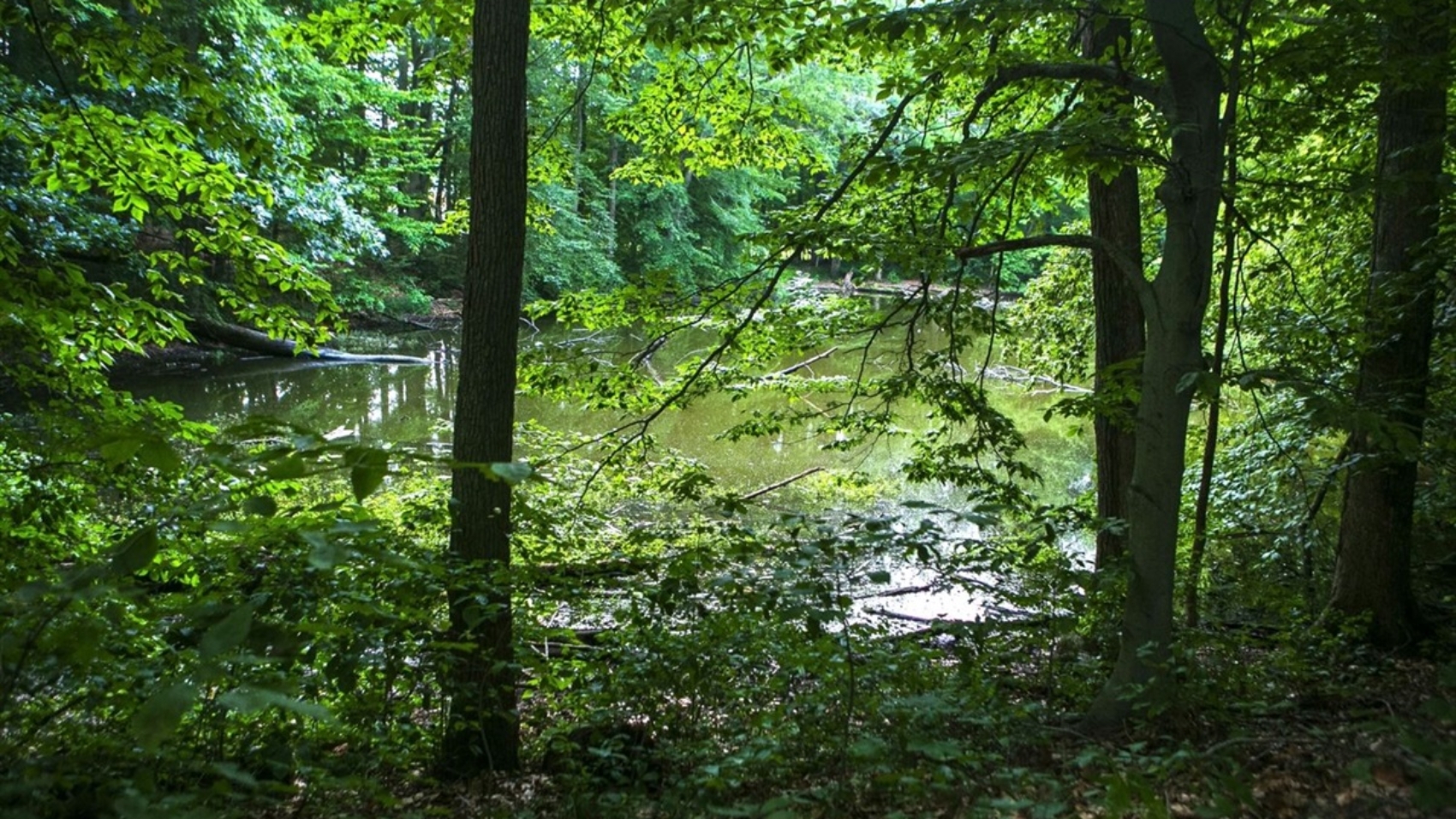 2024_drewforest.jpg