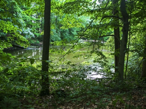 2024_drewforest.jpg