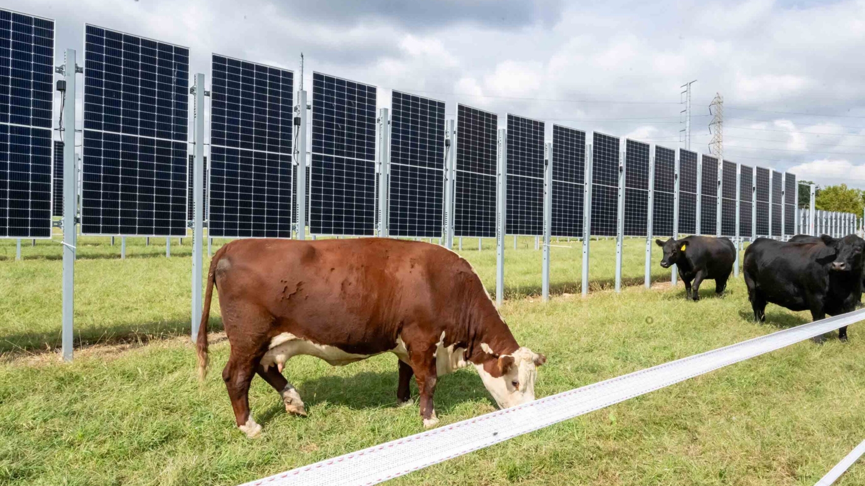 Agrivoltaics_cows-grazing-solar_hero_Lori-Nardoza-scaled.jpg