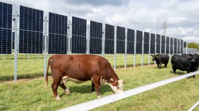 Agrivoltaics_cows-grazing-solar_hero_Lori-Nardoza-scaled.jpg