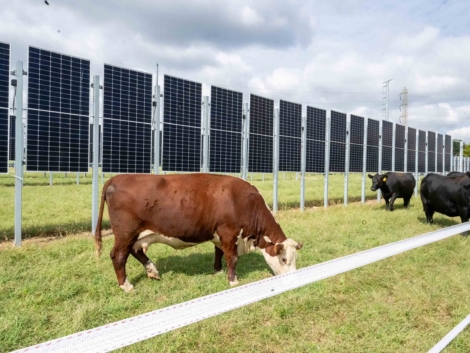 Agrivoltaics_cows-grazing-solar_hero_Lori-Nardoza-scaled.jpg