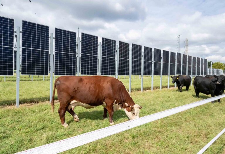 Cows and Solar Panels? In a New Jersey First, Project Melds Farming with Electricity Generation : Newsroom