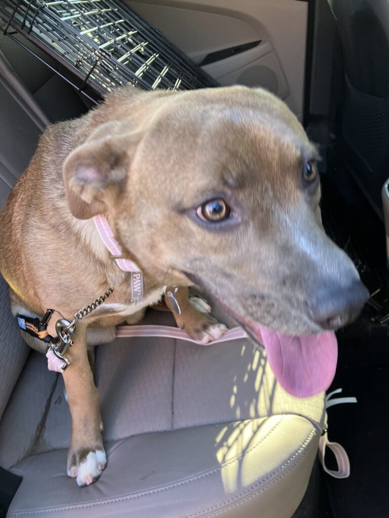 And then there were four! 13 dogs adopted from JSAC – Star News Group