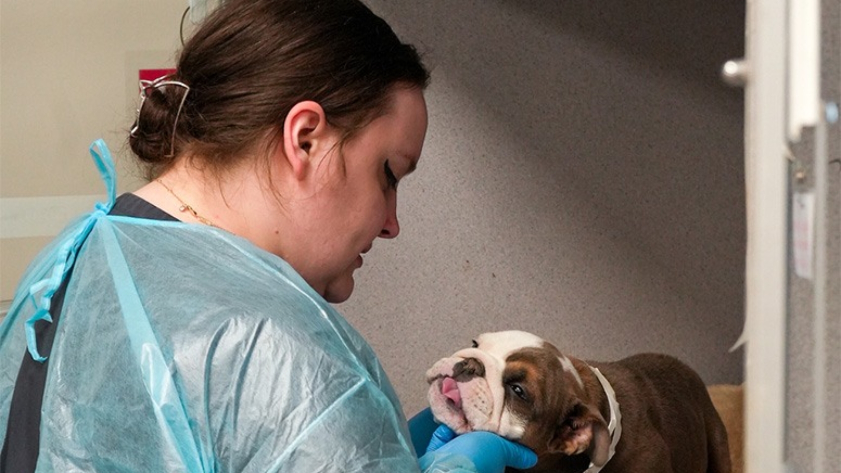 mount-laurel-animal-hospital-ve.jpg