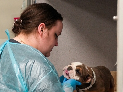 mount-laurel-animal-hospital-ve.jpg
