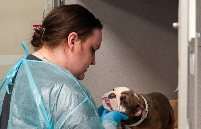 Large East Coast Animal Hospital Achieves Level 1 Status