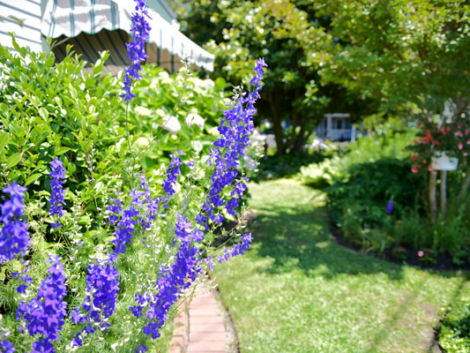 Gardens of Cape May Tour to take place on May 10