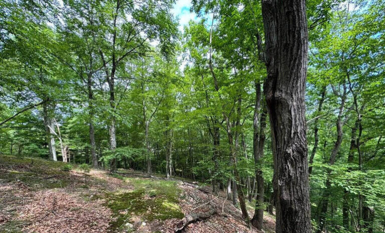 Morris County is Accepting 2025 Open Space Applications