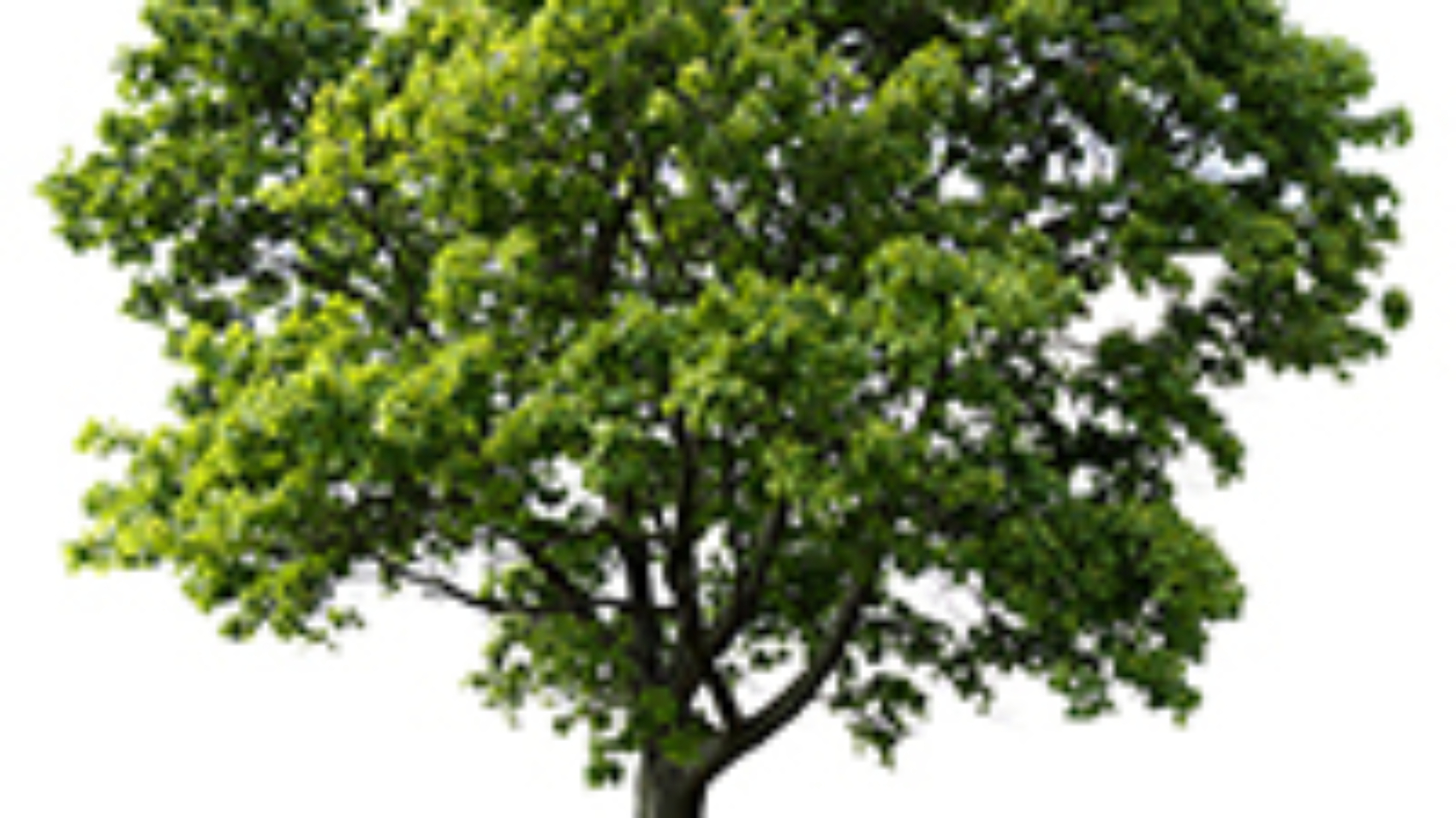 gestureItem-img-memorialTree