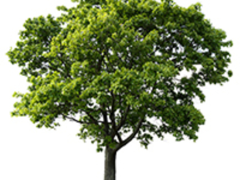 gestureItem-img-memorialTree