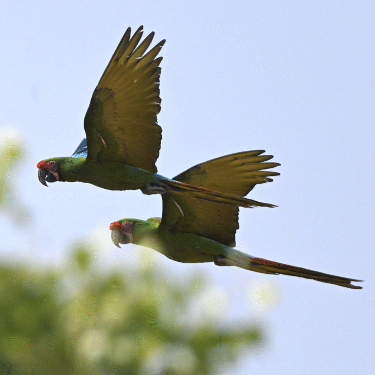 ​Explore New Jersey Rare Bird Alert – ​April 30th 2025