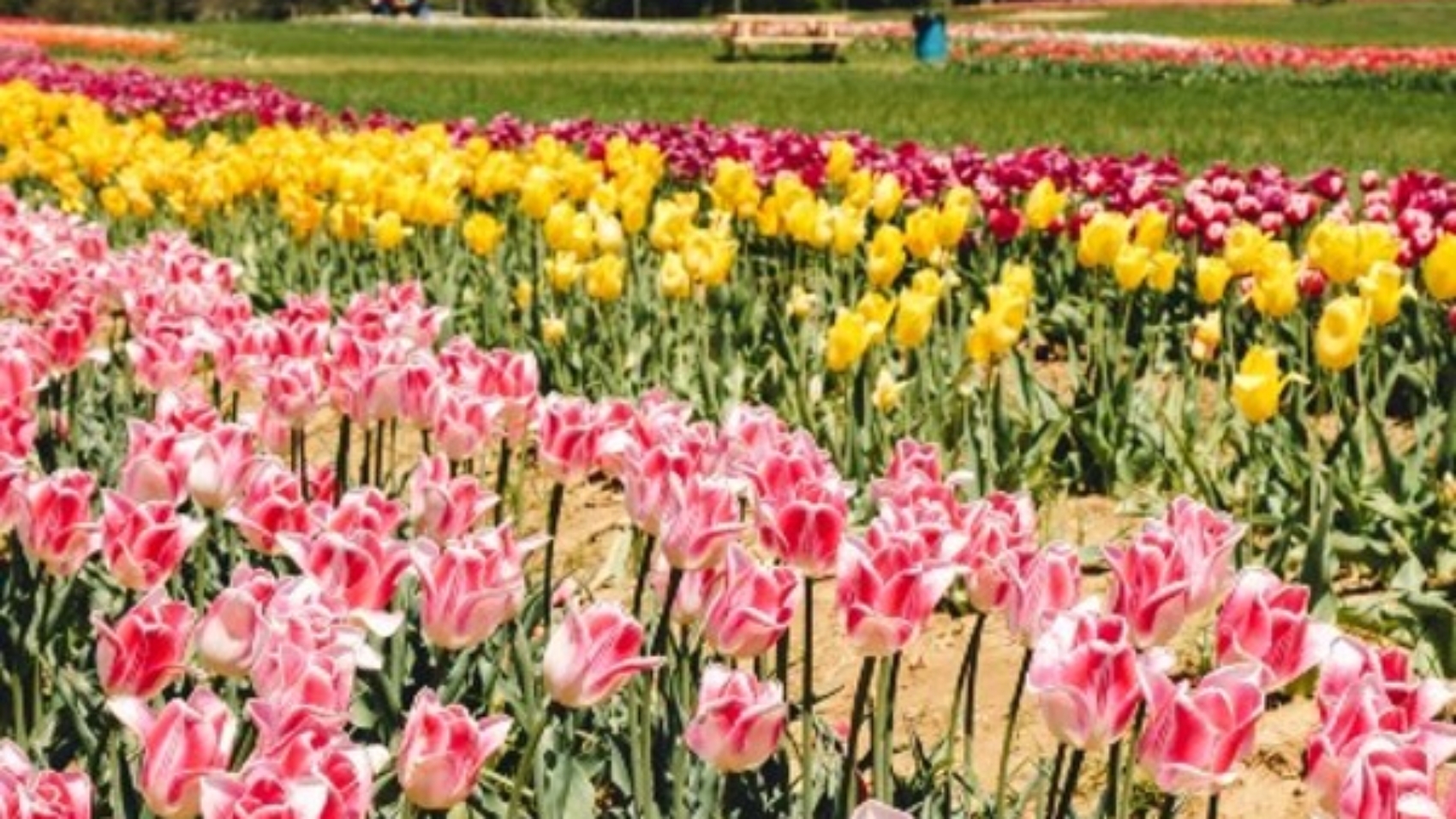flower-farms-new-jersey