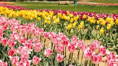 flower-farms-new-jersey