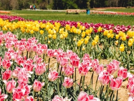 flower-farms-new-jersey