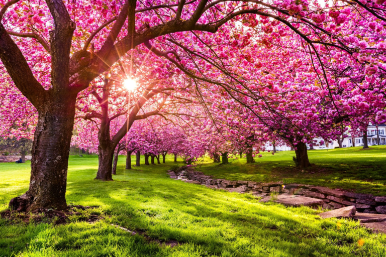 Essex County Cherry Blossom Festival: A Springtime Must-See in New Jersey