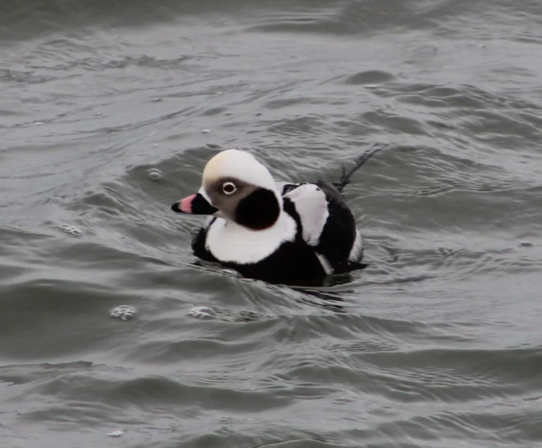 New Jersey’s Rare Bird Alert today is an Avian Adventure Across the Garden State