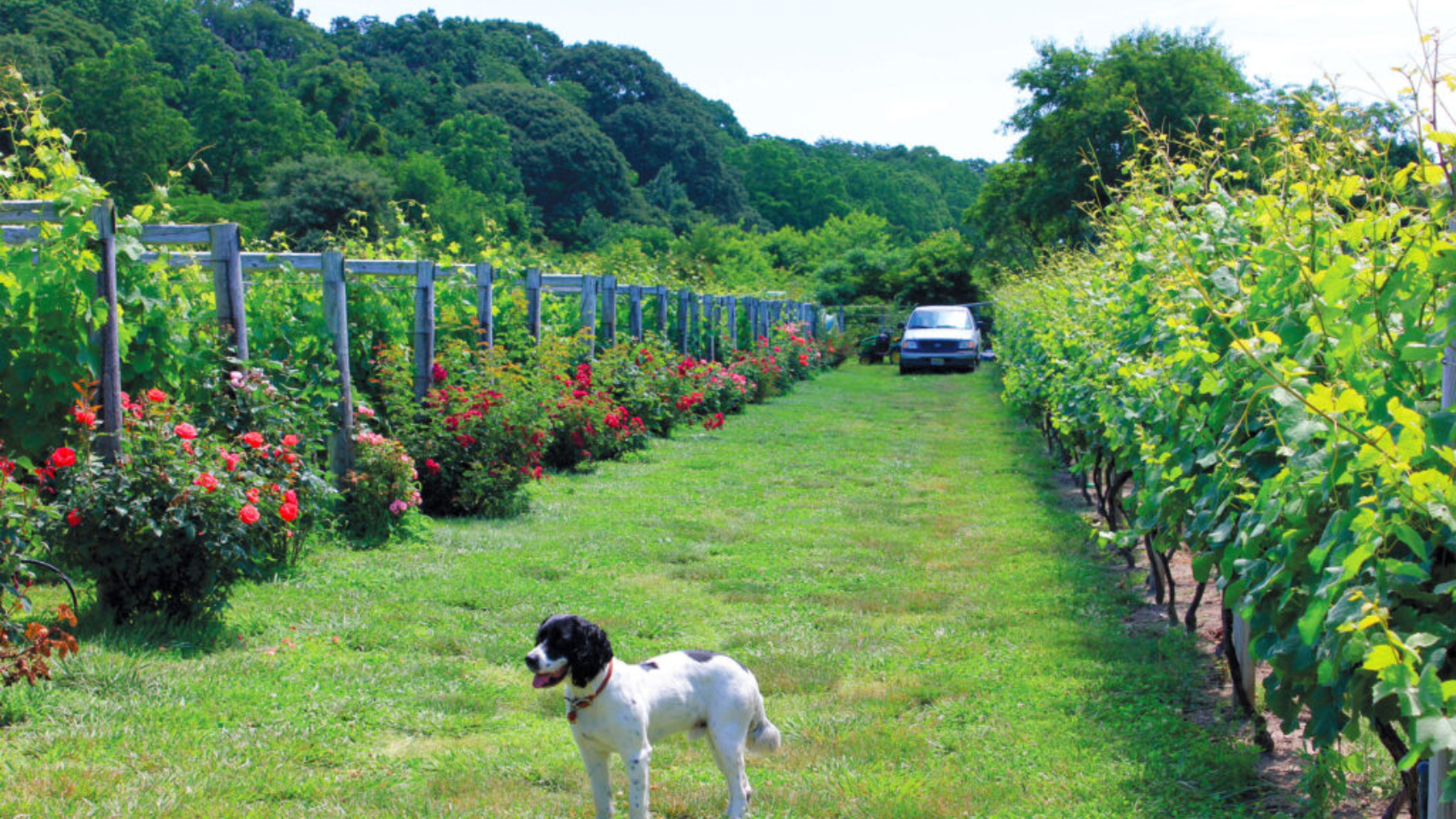 vineyard-1024x683
