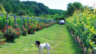 vineyard-1024x683
