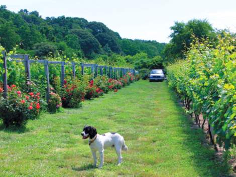 vineyard-1024x683
