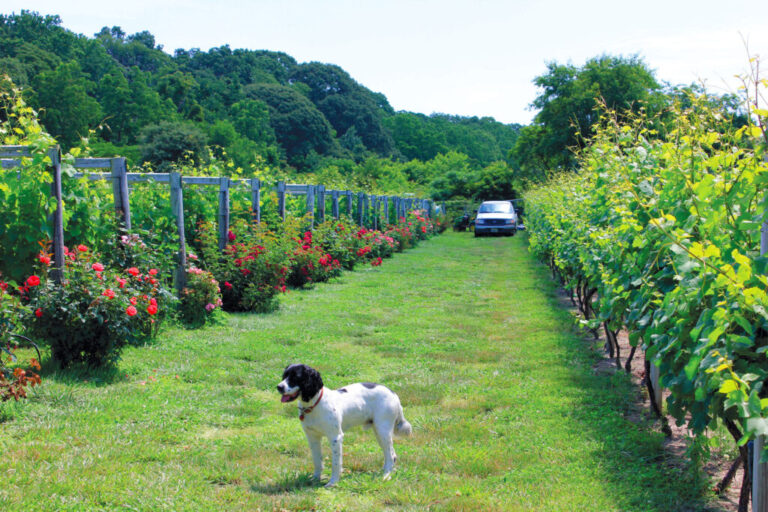 Explore New Jersey Wine and Winery: A Guide to the Garden State’s Best Wineries (Dog-Friendly Included)