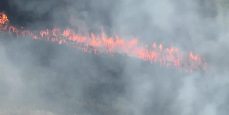 Acting Lieutenant Governor Tahesha Way Declares State of Emergency Amid Ongoing Jones Road Wildfire in Ocean County