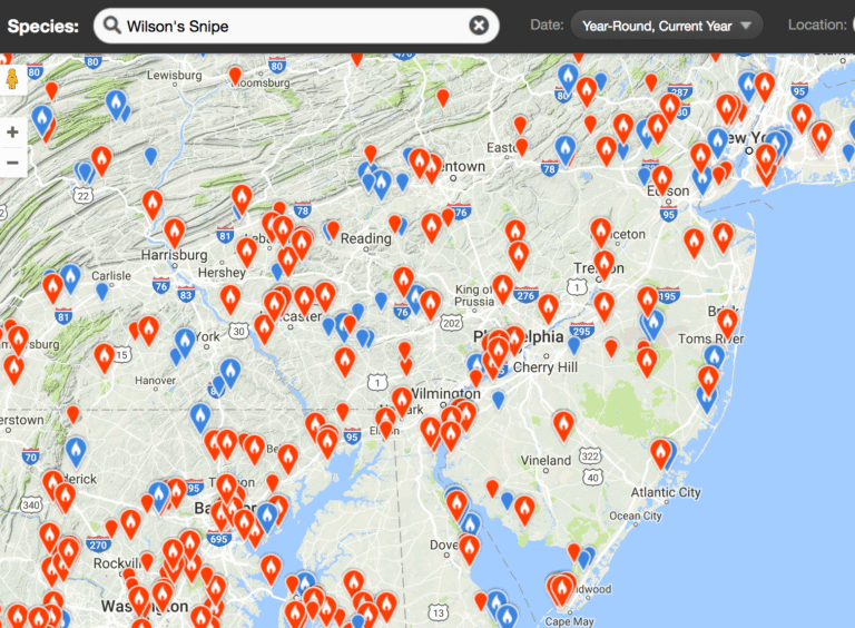 Rare Bird Alert and Spring Migration Highlights