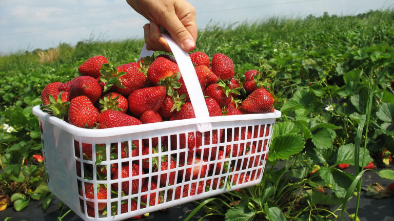 Best Strawberry Picking Farms and Strawberry Festivals Across the Garden State