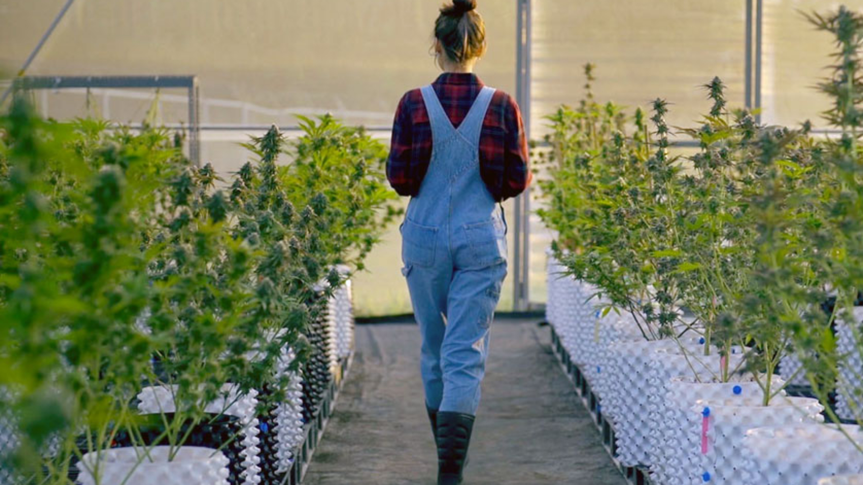 news-greenflower-partnership