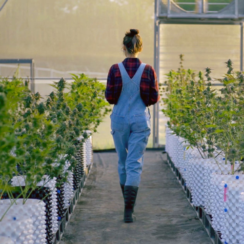 news-greenflower-partnership
