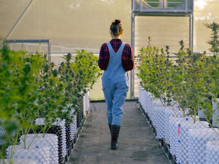 Thomas Edison State University Expands Cannabis Education with Workforce-Focused Certificate Programs