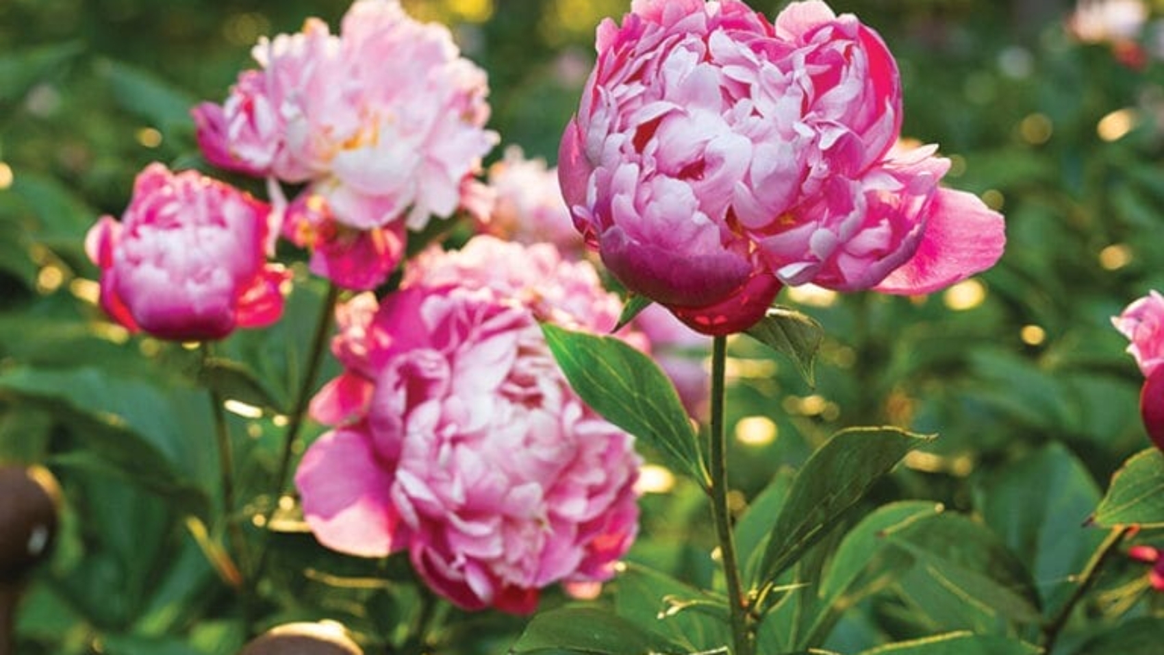 Peonies at Peony