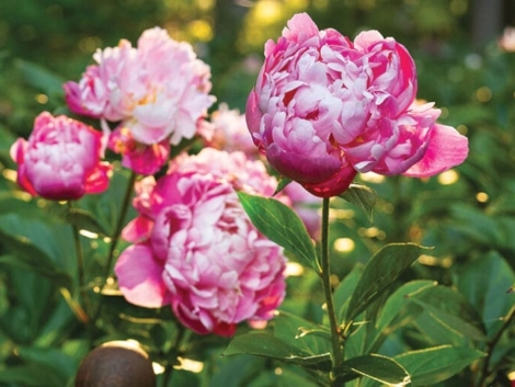 Peonies at Peony