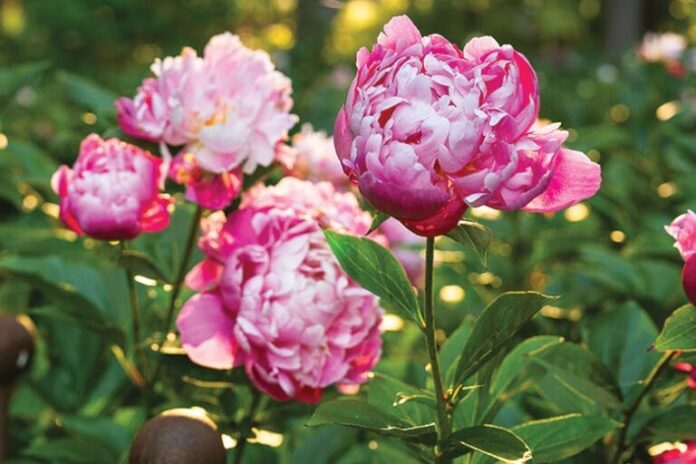 Peonies at Peony
