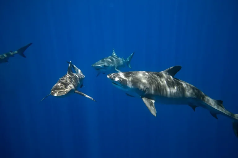 A Deeper Dive into the Coastal Ecosystem and Conservation Efforts – Sharks