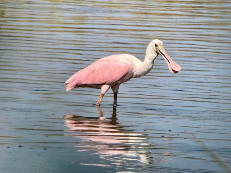 A Feathered Wonderland: Discovering New Jersey’s Extraordinary Avian Life