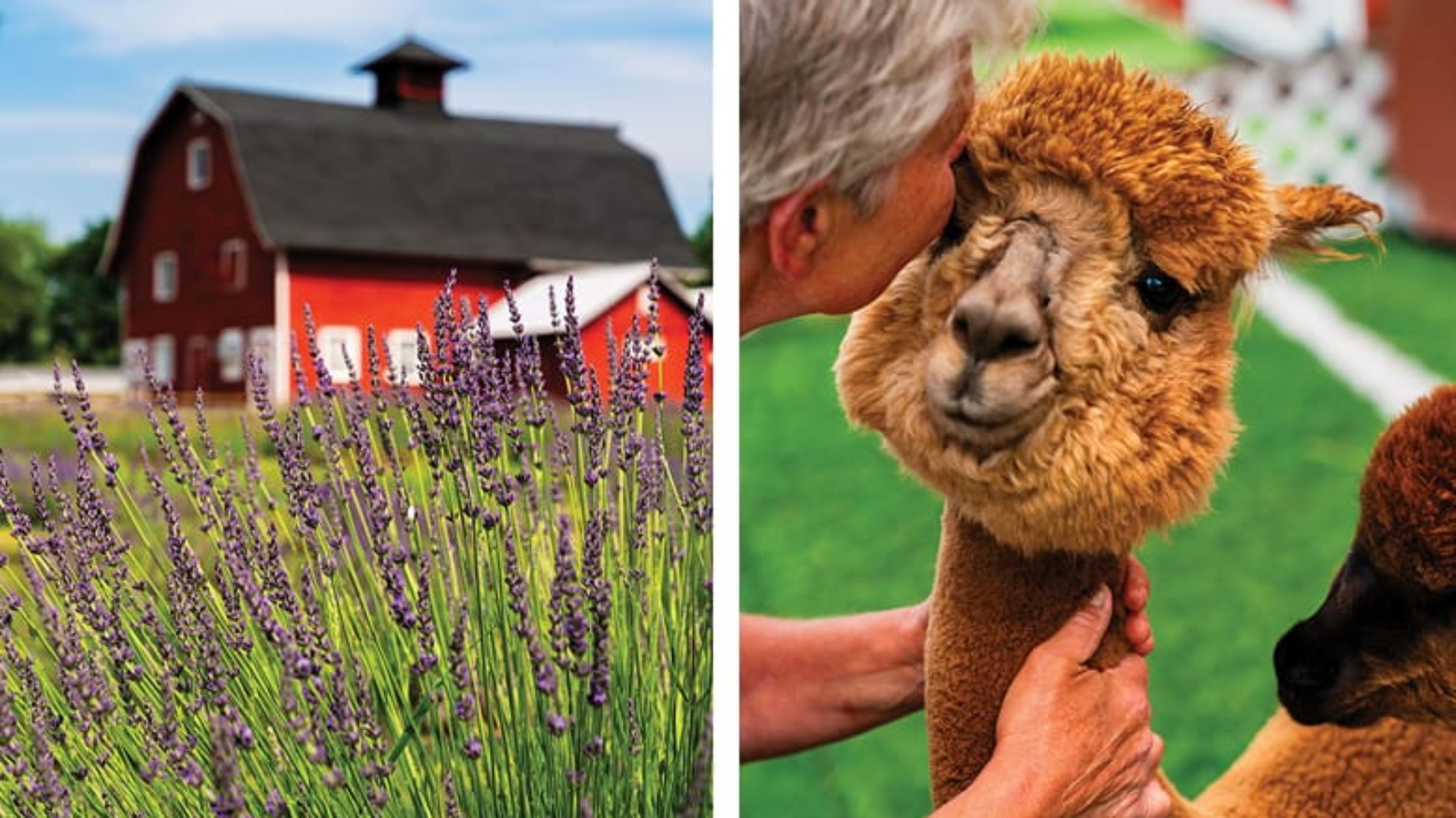 Photo showing Hidden Spring Lavender Farm in TK and one of the farm