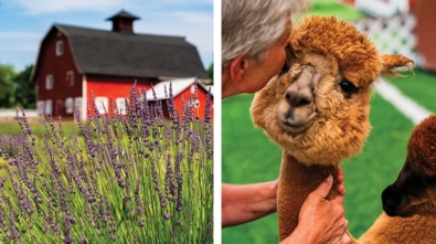 Photo showing Hidden Spring Lavender Farm in TK and one of the farm