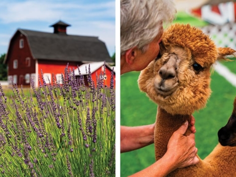 Photo showing Hidden Spring Lavender Farm in TK and one of the farm