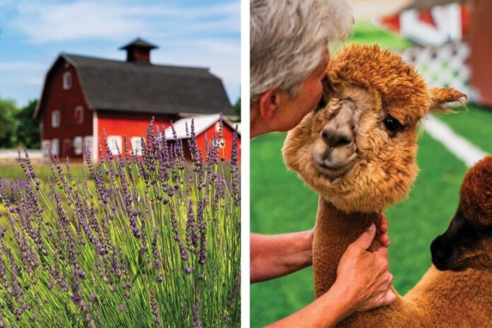 Photo showing Hidden Spring Lavender Farm in TK and one of the farm