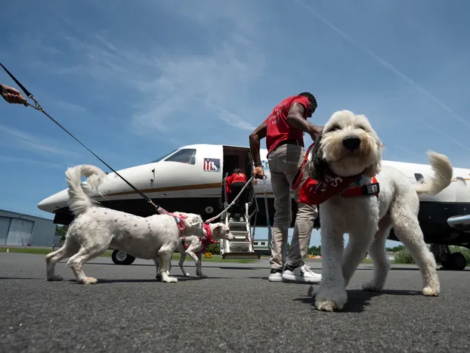 84480566007-070525-m-dogs-16