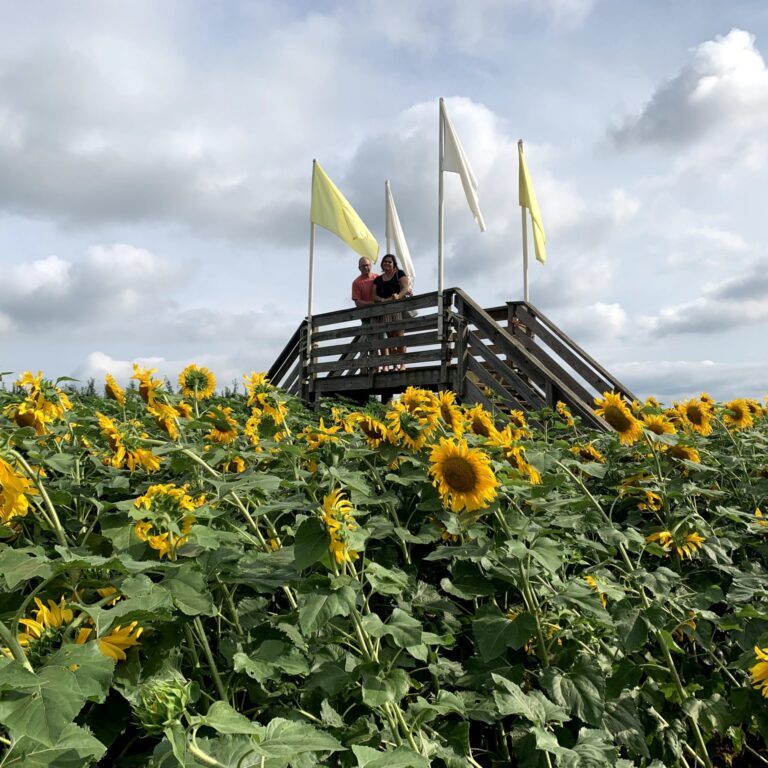 A Golden Opportunity: Alstede Farms Offers Free Sunflower Trail Access This Week!