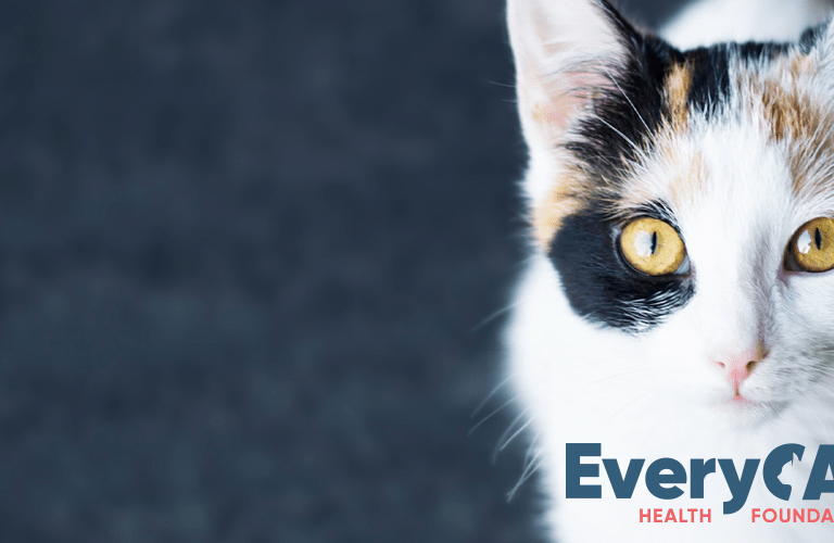 Hope for Our Feline Friends: EveryCat Health Foundation Shines a Light on FIP Research